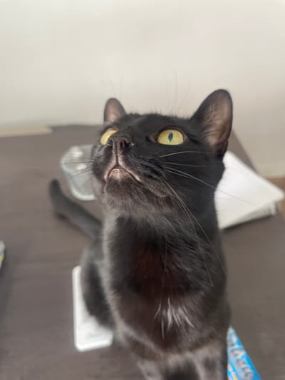 A black cat with yellow eyes is looking up at the camera. The cat is indoors, sitting on a brown surface. A white piece of paper and a blue object are also visible in the background. The location is Paiporta, Spain.