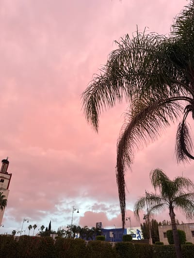 The image shows a dusk scene in Meknes, Morocco. The sky is a dusky pink. A palm tree dominates the upper left corner of the frame. Buildings, hedges, and street lamps are visible along the horizon. In the lower right corner, a building with a tower and what appears to be a stork's nest on top are visible. Other palm trees and street lamps line the horizon.