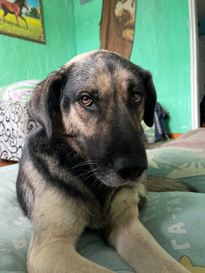 A medium shot captures a German Shepherd dog resting on a teal pillow with a repetitive white pattern. The dog is positioned facing the camera with its head slightly tilted to the right. Its fur exhibits a mix of black, brown, and tan markings, with the tan fur visible on its chest and paws. The dog's amber eyes are prominent, and its ears are floppy. In the background, a bright green wall is visible, with a framed painting of a horse in a field hanging on the left side. To the right, a portion of a doorframe and a brown, textured surface are present. The overall lighting is soft, suggesting an indoor setting, possibly a home in Nizhny Tagil, Russia.