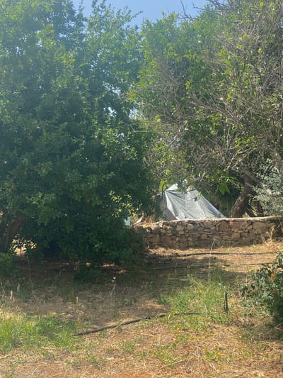 The image depicts an outdoor scene with lush green trees, a dry, grassy foreground, and a stone wall. Behind the wall, a tarp is partially visible, leaning against a structure or tree. The area appears rural or semi-rural, likely in a warm climate given the vegetation and dry ground. There are no people visible in the image. The specific location within Olhão, Portugal, cannot be determined from the visual information provided.