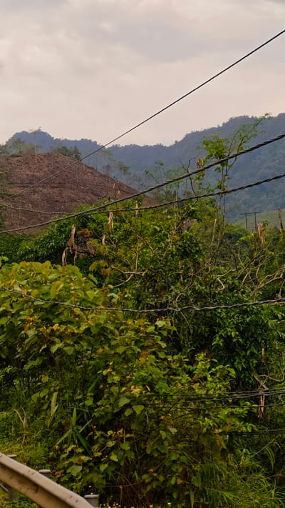 The image, likely captured in Thuận Hòa Commune, Vietnam, presents a scene dominated by lush greenery and undulating mountainous terrain under an overcast sky.
In the foreground, dense vegetation comprises various shades of green foliage, partially obscuring a guardrail in the lower left corner. Overhead power lines crisscross the view, adding a distinct man-made element.
In the midground, a partially denuded hillside suggests possible deforestation or land clearing activities. Beyond this, a backdrop of verdant mountains fades into the hazy distance. The somber sky casts a soft, diffused light across the landscape. The image captures a natural environment significantly impacted by human activity.