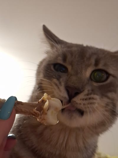 A close-up, low-angle shot captures a grey tabby cat with green eyes intensely focused on a piece of chicken bone being held by a human hand. The cat's tongue is visible as it licks the bone. The background is a plain, light-colored wall, suggesting an indoor setting. The image does not provide any information about the location in Zemun Urban Municipality, Serbia.
