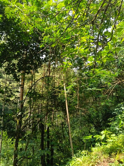 This vertical image captures a dense, lush green forest in Desa Mburukulu, Indonesia. The scene is dominated by an abundance of vibrant foliage, with various types of trees and plants filling the frame from foreground to background. Bright, natural sunlight filters through the upper canopy, illuminating the leaves and creating a dappled effect across the scene.
Numerous branches, some bearing broad, rounded leaves and others displaying more delicate, feathery foliage, crisscross the upper and mid-sections of the image. Slender tree trunks and hanging vines are visible throughout the composition, contributing to the dense forest environment. A notable slender, light-colored pole, possibly bamboo, stands vertically in the mid-right. In the bottom right foreground, patches of lighter green groundcover and undergrowth are visible, suggesting the forest floor or an embankment.
The background consists of more densely packed trees, creating a sense of depth within the woodland. No people, animals, or man-made objects are present, highlighting the natural, undisturbed state of the forest. The clear and bright illumination indicates it is daytime, likely under a clear sky. The overall impression is one of rich biodiversity, tranquility, and natural beauty typical of a tropical forest environment. No text is visible in the media.