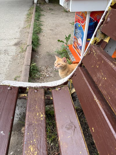 An orange cat is looking out from behind a wooden park bench in Pazardzhik, Bulgaria. The bench has brown wooden slats with chipped yellow paint, and a white painted curved edge. Behind the bench, a cobblestone path runs alongside a grassy area. To the right of the cat, part of a colorful arcade machine with basketball graphics is visible. The scene appears to be outdoors, possibly in a park or public area.