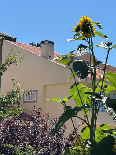 This is a medium-shot, eye-level, natural light, outdoor photograph of a cluster of sunflowers in full bloom, positioned in the foreground, against a backdrop of a residential building and a clear blue sky. The sunflowers are tall and vibrant yellow, with large green leaves. In the middle ground, a pale yellow building with a terracotta tiled roof is visible. The building features a chimney and several windows. To the left of the building, a tree with green leaves is partially visible. In the background, a dense thicket of dark red foliage forms a lower layer of vegetation, obscuring the lower part of the building. The scene appears to be located in the city of Vila Nova de Gaia, Portugal, based on visual cues.