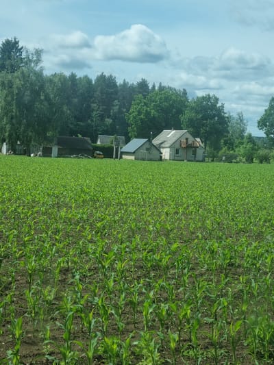The image depicts a rural landscape in Kalniškiai, Lithuania, dominated by a vast field of young corn plants in the foreground. The corn plants are vibrant green, growing in neat rows on dark soil. In the middle ground, a cluster of buildings is visible, including a house with a distinctive wooden balcony, and several outbuildings that appear to be barns or sheds. A yellow vehicle is parked near one of the outbuildings. The background features a dense line of trees, with a mix of deciduous and coniferous species. The sky above is partially cloudy with a bright blue sky peeking through. The overall scene conveys a sense of agricultural activity and rural life.