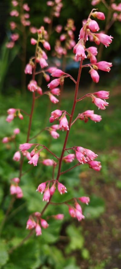 A close-up, vertical shot shows a cluster of small, bell-shaped pink flowers on thin stems, set against a soft-focus green background. The flowers are the main subject, with many delicate buds and blooming blossoms arranged along slender, reddish-brown stalks. The overall impression is one of gentle, natural beauty. The specific location in Азгінавіцкі сельскі Савет, Belarus is not discernible from the image itself.