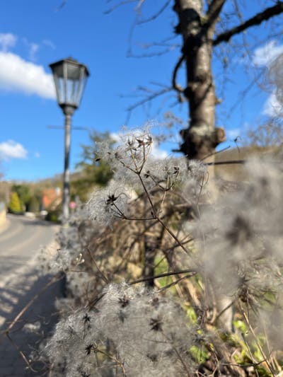 The image captures a detailed close-up of a plant exhibiting numerous white, feathery seed heads, consistent with the appearance of *Clematis vitalba* (Old Man's Beard), in the city of Meisenheim, Germany. These seed heads, composed of individual achenes with long, silvery-white plumed styles, occupy the majority of the foreground and central midground. The plant's dark, slender stems are also visible.

In the blurred background, a dark, traditional hexagonal street lamp mounted on a pole stands on the left side of the frame. To the right of the street lamp, a tree trunk with visible bark texture and several bare branches is present, also out of focus. A paved, dark grey asphalt road is visible curving from the lower left towards the center-left background. Distant structures, possibly residential buildings, and additional trees can be discerned further in the background. The sky is clear blue with sparse white cumulus clouds. The scene is illuminated by natural daylight, casting soft shadows. No individuals are present in the image.