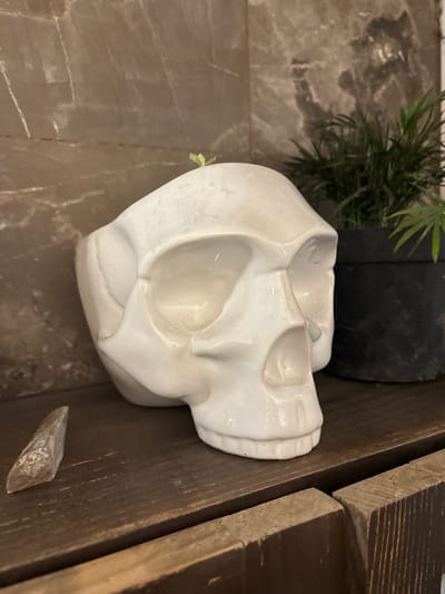 A close-up, eye-level shot captures a white, ceramic skull planter sitting on a dark wood shelf. A small green sprout emerges from the top of the skull. To the left of the skull, a pointed, clear crystal shard rests on the shelf. Behind the skull, a black planter containing a green leafy plant is visible. The wall behind the shelf has a marbled texture in shades of brown and gray. The scene is lit from the front, casting a shadow of the plant on the wall. The image appears to be taken indoors. There are no people present in the scene. There is no information that would allow for a location in Toluca, Mexico.
