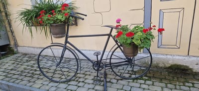 The image depicts a decorative, black metal bicycle placed on a cobblestone path in front of a light yellow wall with painted window frames. The bicycle is adorned with two potted plants. The front basket holds a pot with long green foliage and red flowers, possibly geraniums. The rear of the bicycle also features a pot filled with green leaves and red and pink flowers. The bicycle is a static display, serving as an ornamental piece. The environment appears to be an outdoor urban setting, likely a courtyard or a street, in Miass, Russia. The cobblestones show some signs of moss and moisture. No people are visible in the image.