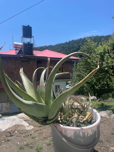 In Bhagsu, India, a sunlit scene unfolds with a large aloe vera plant prominently displayed in a white bucket. The plant's thick, green leaves arch outwards, some showing signs of drying and browning at their tips. Behind the plant, a red-roofed building with exposed brickwork stands against a backdrop of lush green trees and a clear blue sky. On the rooftop of the building, two black water tanks are visible, one stacked atop the other. The ground in front of the plant appears to be dirt with scattered stones and small patches of grass. The overall impression is one of a serene, natural environment with elements of human habitation.