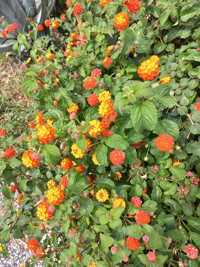 This is a close-up, high-angle, outdoor photograph of a dense shrub of lantana flowers in Bar, Montenegro. The lantana has clusters of small, vibrant flowers in shades of orange, yellow, and red, interspersed with lush green leaves. The shrub appears to be growing in a garden setting, with glimpses of gravel, dry grass, and a large, grey agave plant in the upper left corner. The lighting suggests it is daytime, possibly late morning or early afternoon, with the sun casting soft shadows. There are no people or animals visible in the frame, and no specific actions are depicted other than the natural state of the flowering plant.