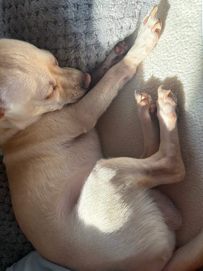 The scene depicts a light-colored dog, likely a small breed, sleeping curled up on its side, located within the city of Kermen, Bulgaria. The dog exhibits short, smooth, pale cream or yellow fur, with its eyes closed and head tucked into its body. Its front right paw is extended upwards, revealing pink paw pads and visible nails, while its hind legs are curled. The animal rests on a bedding composed of two distinct textures: a gray, shaggy plush material on the upper left, and a lighter, off-white or cream, less dense textured fabric on the right. Direct sunlight illuminates sections of the dog and bedding, casting pronounced shadows and creating areas of high contrast.