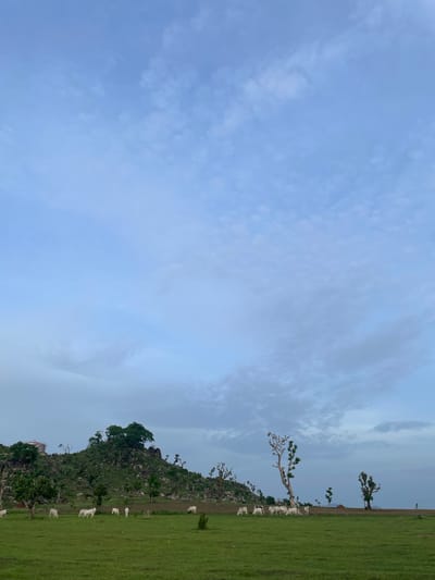 A wide shot captures a serene landscape at Jauro Yinu, Nigeria, under a vast, pale blue sky dotted with wispy clouds. In the foreground, a lush, green meadow stretches across the frame. Several white cows are scattered throughout the meadow, some grazing peacefully, while others stand still. A cluster of trees with distinctive, bare branches, some appearing pruned, are interspersed in the middle ground.
Dominating the background is a rugged, green hill covered in rocks and vegetation. The hill is topped with several trees, and on its left slope, a light-colored structure, possibly a building, is visible. The overall impression is one of a tranquil, rural setting, likely during the early morning or late afternoon given the soft lighting.