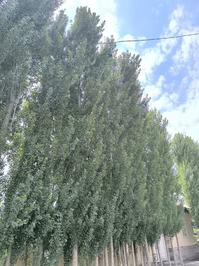 A low-angle, full shot captures a row of tall, slender deciduous trees lining a street in Shаyimbek, Uzbekistan. The trees, with their numerous small, green leaves, create a dense canopy that fills most of the frame. Their light-colored, textured trunks are visible at the base, some appearing weathered. Above the trees, a pale blue sky is dotted with fluffy white clouds. A dark electrical wire stretches horizontally across the upper portion of the image, passing in front of the sky and trees. In the background, to the right, a building with a pale facade, a window, and a section of a white door is partially visible, suggesting a residential or commercial area. The ground in the foreground appears to be a mix of dirt and gravel. The overall scene suggests a sunny day with a light breeze that may be causing the leaves to rustle.