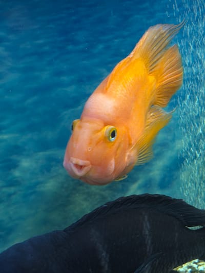 An orange Blood Parrot Cichlid is prominently featured in the central and upper-mid portion of an underwater scene, likely an aquarium, located in Podolsk, Russia. The fish is oriented slightly towards the viewer and angled upwards, displaying its bright orange body, which fades to a lighter peach hue around its face. Its eyes are round with a distinct yellow iris and black pupil. The mouth is small, beak-like, and permanently open in an 'o' shape. Its fins are well-developed and match the orange coloration of its body.
Partially visible in the lower foreground is the dorsal section of a dark black fish, its scales showing subtle texture, swimming towards the right. The background consists of clear, blue-green water with an out-of-focus, slightly textured surface. A vertical column of small, effervescent bubbles ascends along the right edge of the frame.