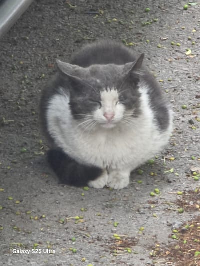 A gray and white cat is curled up and sleeping on a concrete surface. Green seeds or small berries are scattered around the cat. The image includes text at the bottom right that reads "Galaxy S25 Ultra". The location, Pernik, Bulgaria, cannot be determined from the given visual information.