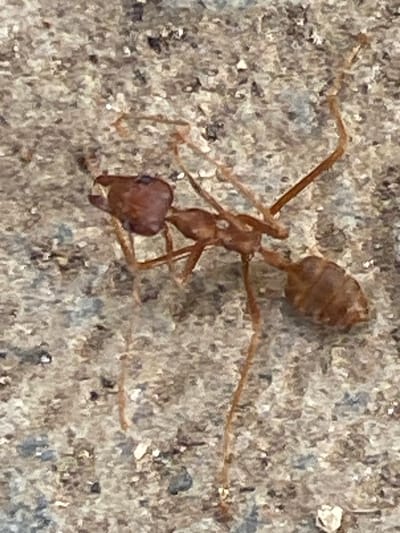 A close-up, overhead shot captures a reddish-brown ant against a textured, light grey and brown surface, possibly concrete or rock. The ant, positioned slightly off-center, appears to be either stationary or moving slowly across the rough terrain. Its body is clearly segmented into a distinct head, a narrow thorax, and a larger, somewhat elongated gaster (abdomen).

The ant's head, which is broader than its thorax, is directed towards the bottom left of the frame, showcasing its prominent mandibles and eyes. Its six legs are splayed out, with several visible extending across the textured surface. The antennae are also visible, curving forward from the head. The surface itself is uneven, with various small specks and variations in tone, providing a natural, camouflaged background for the insect.

There is no specific activity evident beyond the ant resting or moving on the surface. The lighting is natural and even, suggesting it was taken during the day, but specific time or weather conditions are not discernible. There is no visible text in the image. The scene is set in Barden Yana, Nigeria.