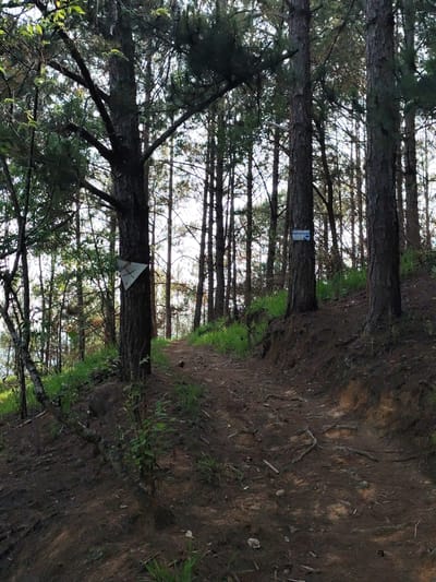 A daytime, medium-shot depicts a dirt hiking path winding uphill through a pine forest in Unknown, Vietnam. The path is covered with loose dirt, fallen pine needles, and exposed tree roots. Green grass and small bushes grow on either side of the path, with pine trees lining the trail. Two trail marker signs are attached to trees, one triangle-shaped with black markings, and another rectangular with blue text. Sunlight filters through the dense trees. The forest floor is visible beneath the trees, sloping uphill.