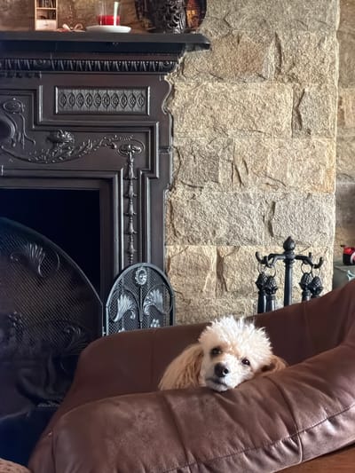 A rotated, medium shot depicts a light-colored toy poodle resting against a brown leather couch cushion. The background consists of a rough, light gray stone wall with a black, ornate fireplace mantle directly below. A black metal fireplace screen sits partially in front of the opening. An object resembling a black metal andiron stands on the stone wall near the dog's head. A few items are visible on a shelf to the left.
There is no contextual information in the image that supports a determination of the location in the city of Кирково, Bulgaria.