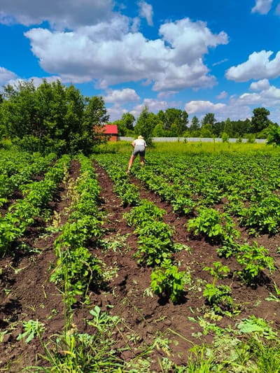 In a rural setting in the village of Ilmino, Russia, under a bright blue sky with scattered white clouds, a person wearing a light-colored hat and shorts is tending to a field of green plants. The field is divided into rows of plants that appear to be crops, likely potato plants, with dark, rich soil between them. In the background, a red-roofed building is visible, surrounded by lush green trees and a metal fence. The overall scene depicts agricultural activity in a natural, open environment.