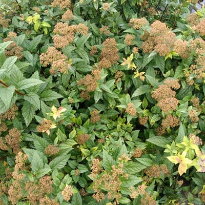 The image is a top-down view of a dense shrub with green leaves and clusters of dried, brown flower heads. Some leaves show a yellowish or light green coloration. The foliage appears slightly damp, suggesting recent rain or dew. The setting is an outdoor environment, likely a park or garden. The image does not contain any discernible landmarks or features that would indicate it was taken in the city of Samara, Russia. There are no people, animals, or discernible human activity present in the scene.