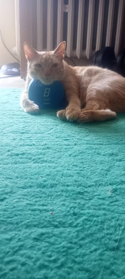 A light orange cat is lying on a teal rug, resting its head on a blue 8 KG weight. The cat's front paws are placed on either side of the weight. In the background, there is a white radiator and the suggestion of a window or wall. The lighting suggests an indoor environment. This scene was captured in Ząbki, Poland.