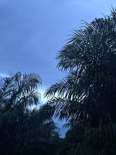 The image captures a view looking upwards towards a clear blue sky, partially obscured by the fronds of palm trees. The palm fronds are dark green and appear silhouetted against the bright sky, suggesting the sun is either high overhead or has recently set, casting shadows. The leaves of the palm trees are long and feathery, with distinct segments that create a delicate, almost lace-like pattern where they overlap.
Two distinct clusters of palm fronds are visible, one dominating the upper portion of the image and another smaller cluster appearing in the lower right quadrant. The sky is a vibrant, uniform blue with no visible clouds, indicating fair weather. The lighting suggests it is either midday or late afternoon. The overall impression is one of a tropical, serene environment, likely a warm and sunny day. The perspective, looking directly up, emphasizes the height of the palm trees and the vastness of the sky. There is no visible text in the image. The setting is likely a garden, park, or beach area given the presence of palm trees.