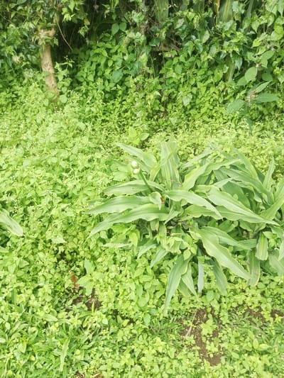 The image depicts an outdoor natural environment in Ciherang, Indonesia, characterized by dense green foliage. The foreground and midground are covered predominantly by small-leaved ground cover plants, interspersed with taller broad-leaved plants. A prominent plant in the mid-right features elongated, light green leaves and displays two spherical, pale green buds or developing fruits emerging from its central stalk. The background consists of a denser wall of various green leaves and vines, with a light brown tree trunk or branch partially visible on the left side. No individuals, animals, or man-made objects are present. The scene is static, under natural lighting.