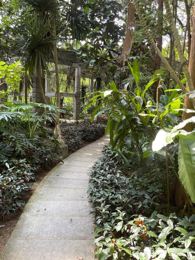 The image depicts a paved pathway winding through a lush, overgrown garden area, likely within the Panyu District of China. The pathway is constructed of large, rectangular concrete slabs separated by gravel. Dense foliage lines both sides of the path, with a variety of plants including large-leafed tropical plants, smaller leafy shrubs, and palm-like trees. In the background, the remnants of a concrete structure, possibly an old building or pergola, are visible amidst the greenery. Sunlight filters through the canopy, creating dappled light and shadows across the scene. There are no people or animals visible in the image. The overall impression is one of a neglected or wild garden, where nature is reclaiming man-made elements.