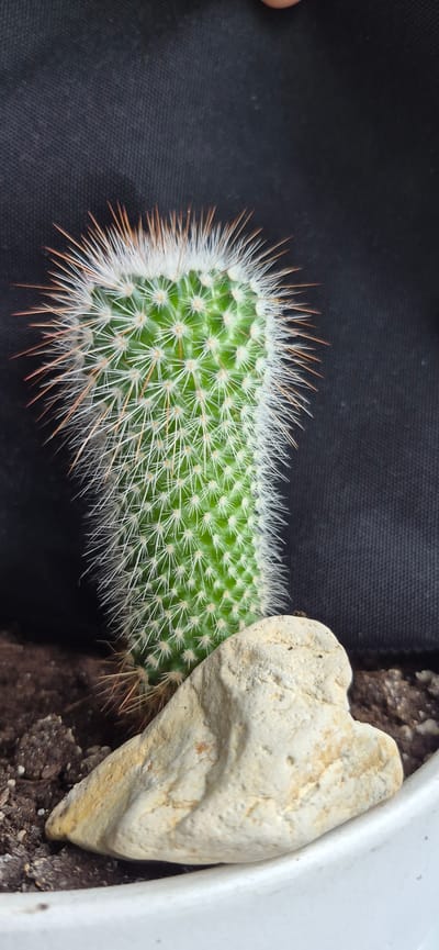 A close-up, eye-level shot shows a small, green cactus with sharp, white and reddish-brown spines against a black, textured background. A light-colored, irregularly shaped rock is placed in front of the cactus, partially obscuring its base. The soil surrounding the cactus and rock is dark and appears dry. The image focuses on the cactus and the rock, with the background providing a neutral backdrop. There is no indication of any specific location within Ussurijsk, Russia.