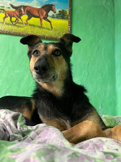 A close-up, rotated shot shows a medium-sized dog with black and tan fur lying on a floral-patterned blanket. The dog's head is turned towards the camera, its brown eyes looking directly at the viewer. Its ears are perked, with one flopped over. The background is a bright, textured green wall. To the left of the dog, a framed painting or print depicts two horses in a field under a blue sky. The painting has a golden frame with decorative elements. The overall setting appears to be indoors, possibly a home, given the bedding and wall decoration. The lighting suggests it is daytime. There is no visible text in the image.