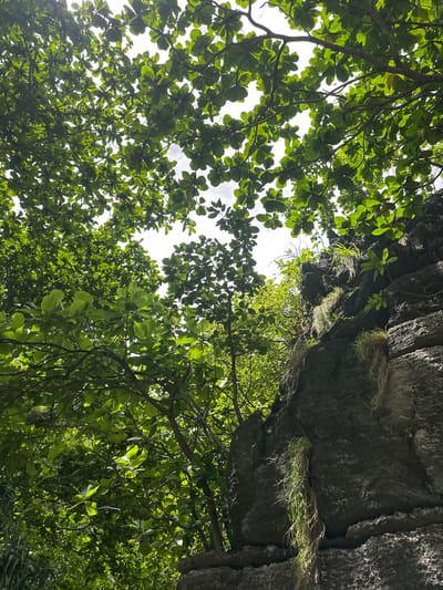 This image, taken in Ao Nang, Thailand, captures a view looking upwards through lush green foliage towards a bright sky. In the foreground and midground, the canopy of a tree with large, oval-shaped leaves dominates the scene, creating a dappled effect as sunlight filters through. To the right, a dark, craggy rock face rises vertically, textured with layers and crevices. Wisps of grass and other small plants cling to the rock, some hanging down like strands. The overall environment suggests a tropical or subtropical setting, likely a natural area or park within Ao Nang. No people or animals are visible in the image.