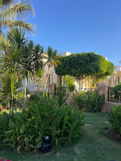 The image shows a manicured garden with lush green foliage, including palm trees and large-leafed plants, set against the backdrop of a cream-colored building with white arched structures. A black metal fence with decorative elements separates the garden from the building. The sky is clear and blue, indicating a sunny day. A spotlight is visible in the foreground, directed upwards. The overall impression is one of a well-maintained outdoor space, possibly part of a resort or residential complex in Sharm El Sheikh, Egypt, given the tropical vegetation and architectural style. There are no people visible in the image.