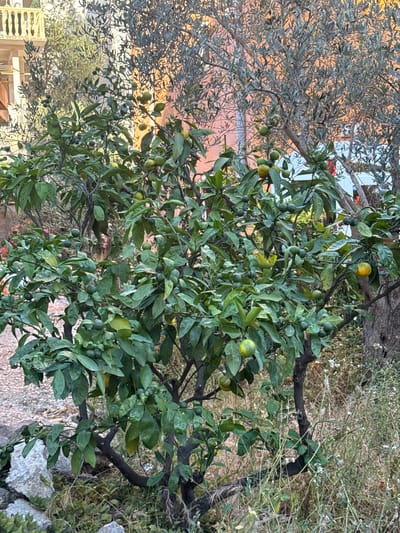 In Bečići, Montenegro, a small citrus tree laden with numerous green and yellow fruits stands prominently in the foreground. The tree's branches are dense with lush green leaves, creating a vibrant display. In the background, an older olive tree with silvery-green foliage partially obscures a building with light-colored balconies. The ground surrounding the citrus tree is covered with small stones, dry grass, and a few larger rocks. The scene is bathed in the warm light of what appears to be late afternoon or early morning, casting soft shadows and highlighting the textures of the leaves and fruits.