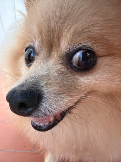 A close-up, eye-level, portrait of a Pomeranian dog's face. The dog has light brown fur, dark brown eyes with a noticeable reflection of overhead lights in the left eye, and a wet, black nose. Its mouth is slightly open, revealing small, white teeth and pink gums. The dog's whiskers are prominent against its fur. The background is softly blurred, showing a reddish-orange tiled surface and hints of a white vertical structure, possibly a fence or wall. The lighting appears to be natural daylight, casting subtle shadows. The image was taken outdoors on a sunny day. This image was taken in Torrevieja, Spain.