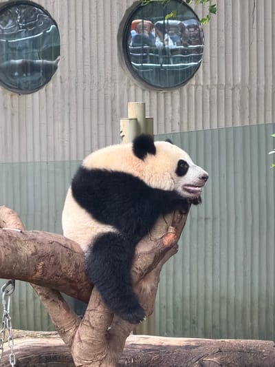 A giant panda is resting on a tree branch. The panda has black and white fur and is facing to the right. It is a sunny day and the panda is in an outdoor enclosure. The enclosure has a wall in the background that is made of concrete and has vertical metal panels. There are two circular windows in the wall, and through them, people can be seen. The panda is in the foreground and is the main subject of the image. The tree branch is brown and appears to be made of wood. The panda's body is partially covered by its black fur. The panda's head is visible, and its mouth is slightly open. The panda appears to be relaxed and comfortable.
