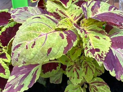 The image is a close-up, overhead shot of a coleus plant. The leaves are a vibrant mix of lime green and deep burgundy, with serrated edges. The patterns on the leaves are irregular, with splashes and veins of burgundy spread across the green base. Some leaves are slightly curled, adding to the texture of the plant. The background is dark, suggesting the plant is in shadow or a pot. A small sliver of bright green is visible in the upper left corner, possibly a pot or another plant. The image is sharply focused on the leaves, highlighting their intricate colors and textures. There are no people, actions, or interactions visible. The location in Podolsk, Russia, is not discernible from the visual information provided.