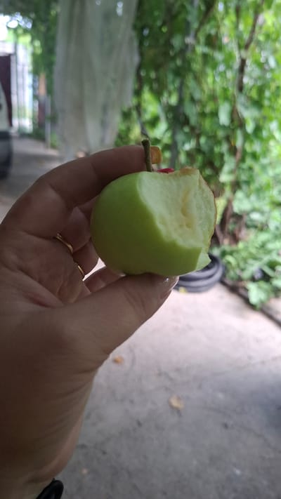 A person's hand holds a partially eaten green apple. The apple has a bite taken out of its side, revealing the pale flesh within. The hand is adorned with a thin gold ring on the ring finger and has manicured fingernails with a light-colored polish. The background is blurred but suggests an outdoor setting with greenery and concrete surfaces. The location is specified as Shubarssu, Kazakhstan.