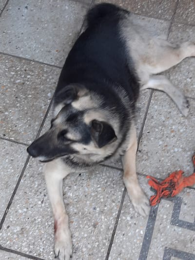 A German Shepherd dog is lying on a tiled floor. The dog has black and tan fur and appears to be resting. There is a red dog toy to the right of the dog. The tiled floor has a speckled pattern with some grout lines visible. The scene is indoors, possibly on a balcony or patio, given the tiling. The image does not contain enough information to determine the location within the city of Lviv, Ukraine, or any specific actions or interactions.