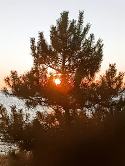 This is a vertical, close-up shot of a pine tree silhouette against a sunset over the sea. The sun is positioned behind the tree, creating a bright lens flare in the center of the image and casting a warm orange glow on the water. The pine needles are sharp and detailed, while the rest of the tree and the water are blurred. The sky is a pale yellow and white, transitioning to a soft orange at the horizon. The scene evokes a feeling of peace and tranquility. The location is Anapa, Russia, suggesting a coastal setting with a temperate climate. There is no visible text in the image.