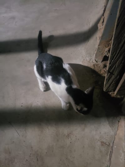 A black and white cat sits on a concrete surface. The cat is partially obscured by shadow. An object, possibly metallic, is visible in the upper left corner, casting a dark shadow. The location is likely outdoors. There are no people visible in the frame. The environment appears to be a simple, possibly urban or semi-urban setting. Based on the user's request, the location is Zango-ndaji, Nigeria, although the image does not confirm this information independently.