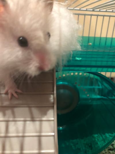 A fluffy white hamster is visible in the foreground, its head and a portion of its body filling the left side of the frame. The hamster's dark eye and pink nose are discernible. Its front paw rests on a beige, slatted surface, possibly a ramp or platform within a cage. To the right of the hamster, a translucent green plastic wheel, a common hamster accessory, is partially visible. The background consists of cage bars and what appears to be a yellow wall. The overall setting suggests an indoor environment, likely a pet's habitat. This image is not located in the city of Solikamsk, Russia.