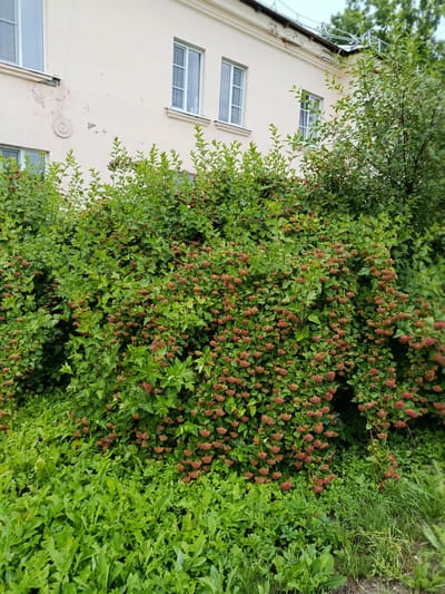 This media file captures an outdoor scene in Vereya, Russia, featuring a lush, overgrown bush with small red berries in the foreground, set against the backdrop of a light-colored building. The bush is dense and full of green leaves, with clusters of berries dotting its branches. The building appears to be old, with a cream-colored facade and several windows with white frames. Some of the plaster on the building's exterior is chipped, revealing an underlying texture. A decorative circular element is visible on the wall near a window. The scene is bathed in natural light, suggesting it was captured during the daytime, likely on an overcast day given the diffused lighting and the absence of strong shadows. The vegetation is vibrant and green, indicating it is likely spring or summer. The overall impression is one of a slightly wild, unkempt garden area adjacent to an older structure. There is no visible text in the image.