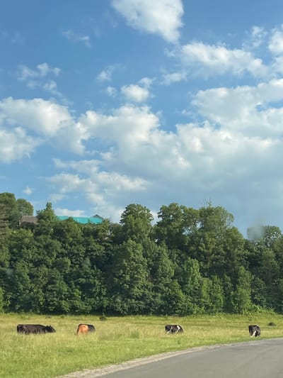 The image depicts a pastoral scene with a blue sky dotted with white clouds. A dense line of lush green trees runs along the right side of the frame, creating a natural border. In front of the trees, on a grassy verge next to a grey road, are several cows. One cow, primarily brown with some white markings, is lying down. Further along the verge, another cow, predominantly black with white markings, is also resting. At the very top of the tree line, a light blue building with a pitched roof is partially visible. The overall impression is one of a peaceful, rural environment on a bright, possibly sunny day, given the clear sky and abundant greenery. The cows appear to be relaxed, possibly grazing or resting in the warmth. The setting suggests a countryside location, possibly in or around Tovstoluh, Ukraine, as indicated by the provided location context. There is no visible text in the image.