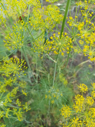 A close-up, high-angle, full shot captures the flowering dill plants in Sulymivka, Ukraine. The image is dominated by clusters of delicate yellow dill flowers, resembling small umbrellas, against a blurred green background. A ladybug with black spots on an orange shell is visible on a dill stem in the upper left quadrant of the image. The dill plants are lush and green, with feathery leaves. The ground below is not clearly visible due to the dense foliage.