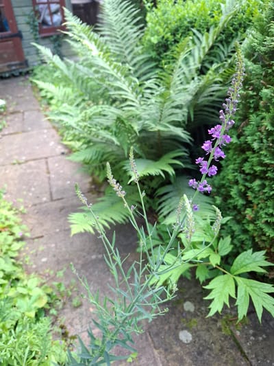 This image depicts a garden scene in Middleton Tyas, United Kingdom. In the foreground, a slender plant with small purple flowers and green foliage is prominently featured. Behind it, a large fern with delicate fronds dominates the midground, its lush green leaves creating a dense backdrop. To the right of the fern, a dark green evergreen shrub adds texture and depth to the scene. A stone pathway, made of rectangular paving stones, runs diagonally across the left side of the image, suggesting a garden walkway. In the upper left corner, a portion of a wooden shed with a red-framed window is visible, hinting at the presence of garden structures. The environment appears to be an outdoor setting, likely a residential garden, with natural lighting and a focus on plant life.
