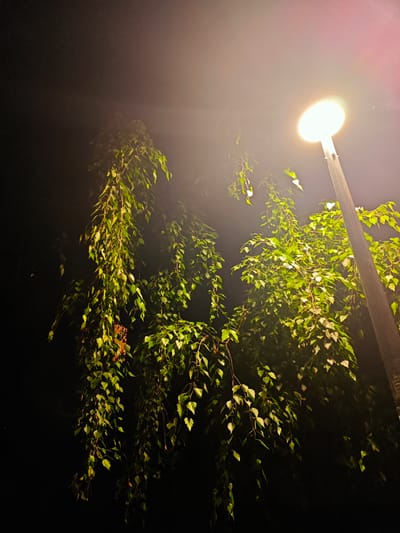 An upward-angle shot captures a streetlamp illuminating weeping birch branches against a dark night sky. The streetlamp, positioned on the right side of the frame, emits a bright, warm light that highlights the vibrant green leaves of the tree. The branches hang down, some appearing to be shedding leaves, creating a sense of movement. The background is predominantly dark, with the light from the lamp creating a hazy glow. This scene is likely situated in Anapa, Russia, a city known for its coastal landscape and presence of birch trees, often found along its streets and parks.