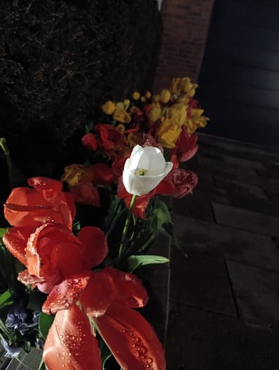 The image captures a close-up view of a collection of tulips, primarily red, yellow, and a single white tulip in full bloom. The tulips have dew drops on their petals, suggesting they've been exposed to moisture. The setting appears to be outdoors and at night, possibly a garden or flower bed in Emmerich on the Rhine, Germany. A dark hedge is visible in the upper left, and brickwork is seen towards the upper right, possibly part of a building.