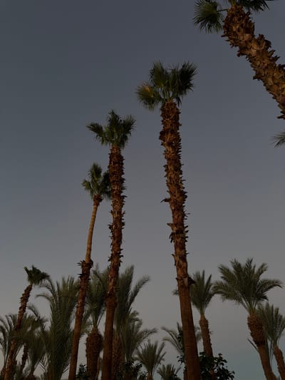The image shows a cluster of palm trees against a muted gray sky, likely taken at dusk or dawn given the low light and absence of harsh shadows. The palm trees are the sole subjects, with their rough, fibrous trunks and green fronds dominating the frame. The fronds appear somewhat sparse and wind-swept, suggesting a tropical or sub-tropical climate. The perspective is looking upwards, emphasizing the height of the trees and the vastness of the sky. There are no people or specific objects visible, nor any discernible activity taking place. The overall mood is serene and slightly melancholic due to the dim lighting. The location context suggests a resort or coastal area in Sharm El Sheikh, Egypt. There is no visible text in the image.